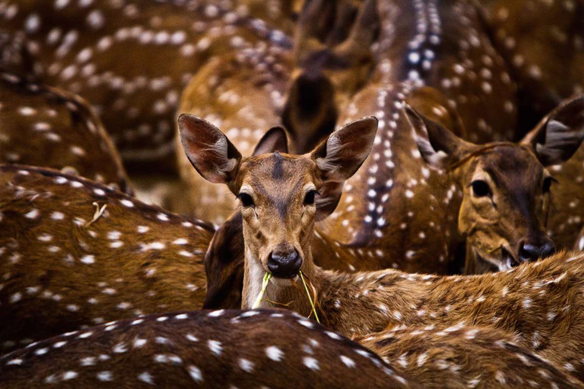 ... Nature & Wildlife, Sony World Photography Awards 2012 SEE ALSO: Sony