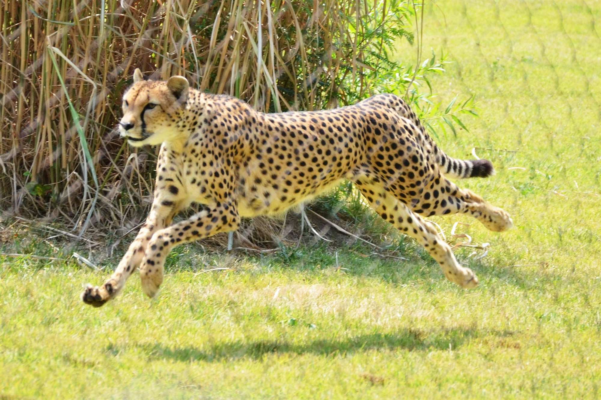 Spotless cheetah ♥ Cheetah without spots Just Fletcher Spotless cheetah - 🧡 Rare Spotless Cheetah Sighted in Kenya - Kenya Geogra...