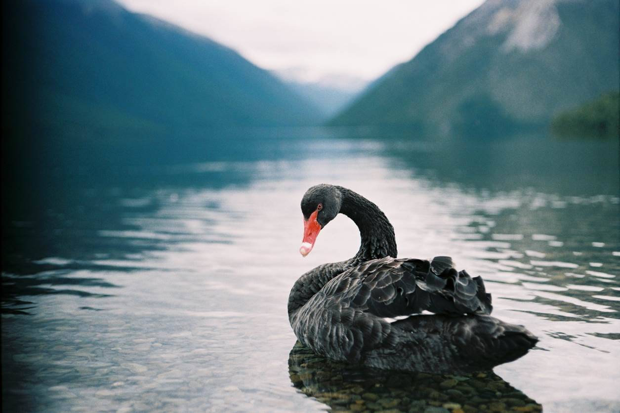 Ewell sti Seminary How does government get away from 'black swan' IT projects? - Strategy -  iTnews