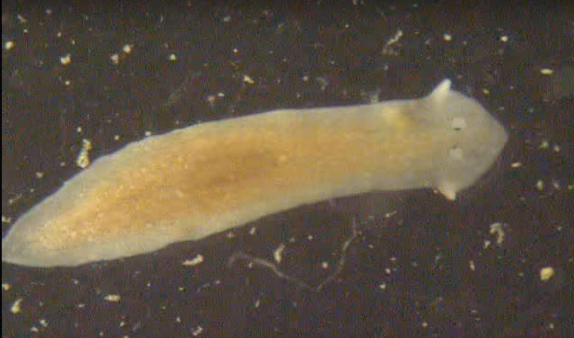 flat headed worm