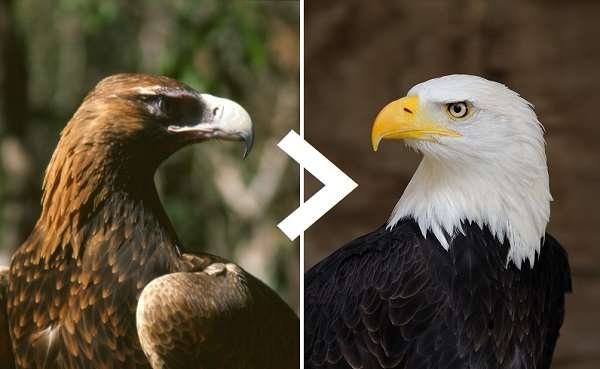 Eagle Facts, Types, Characteristics, Habitat, Diet, Adaptations