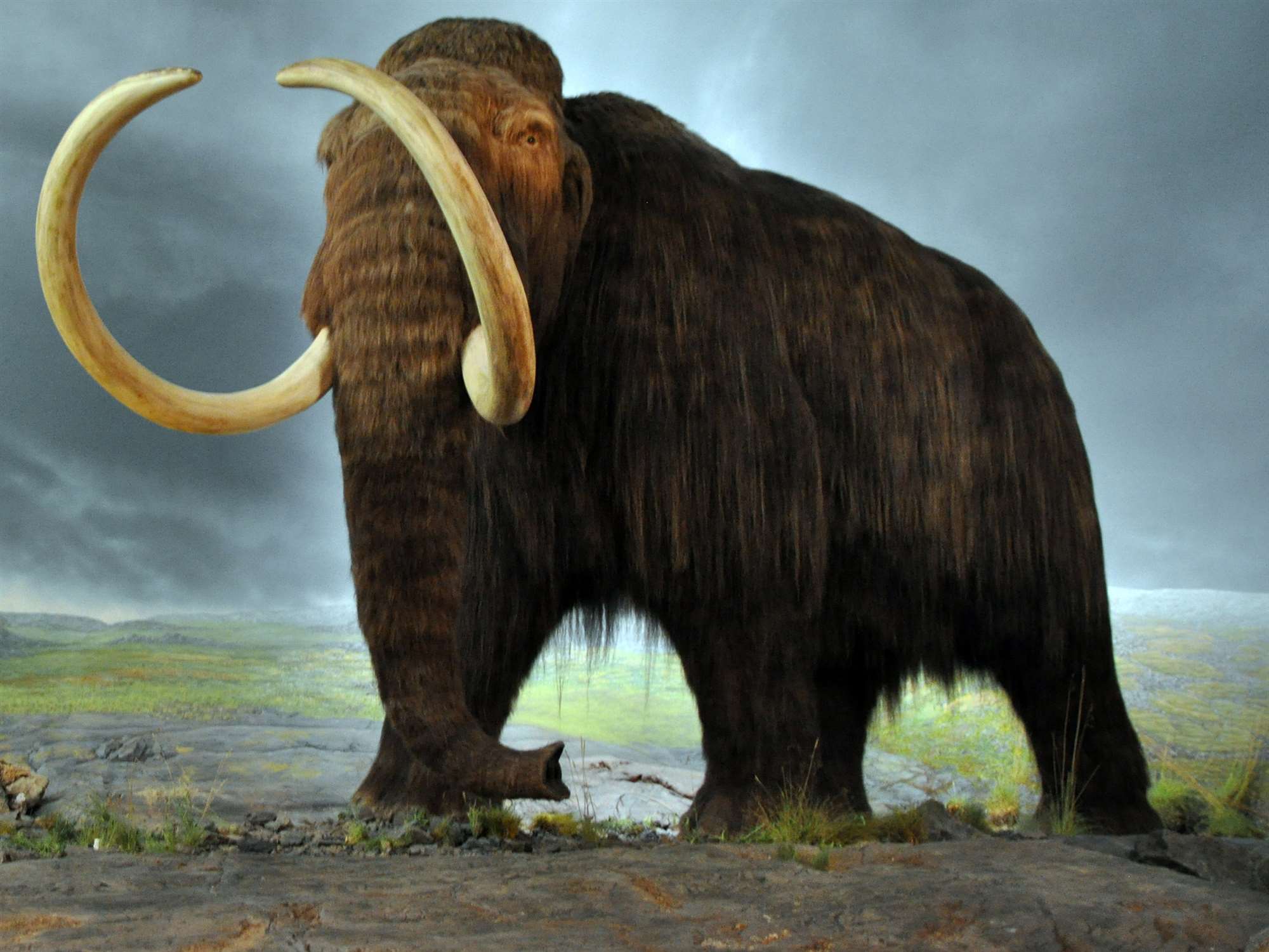mammoth extinctinction research essay mammoth extinctinction research essay