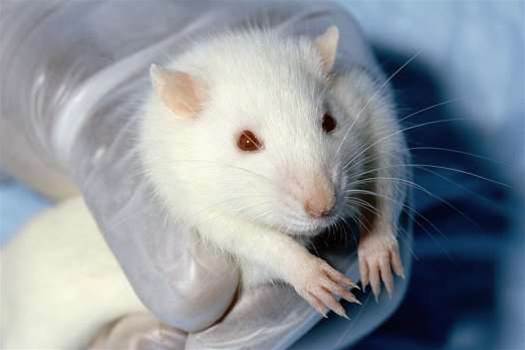 Researchers Manipulate the Dreams of Rats, Opening the Door to 'Dream Engineering'