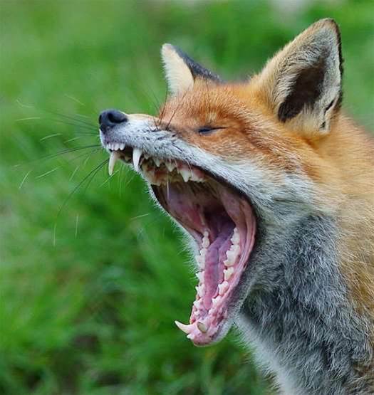 What Sound Does A Fox Really Make?