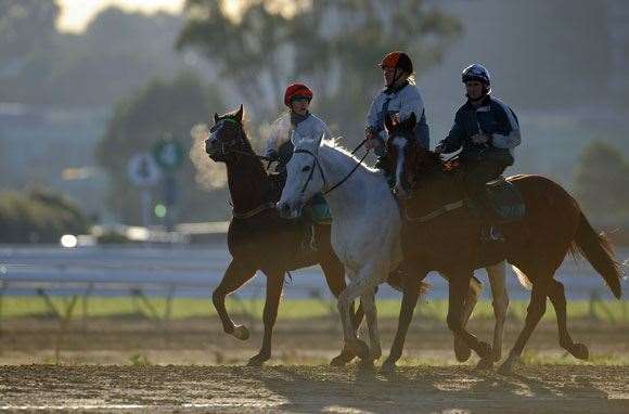 IS214TrainingDay09 Trackwork means early starts for Williams ... but he loves it.