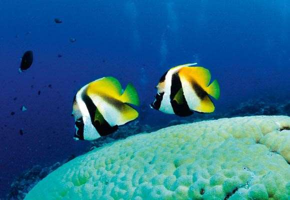 Palau2 Fishes