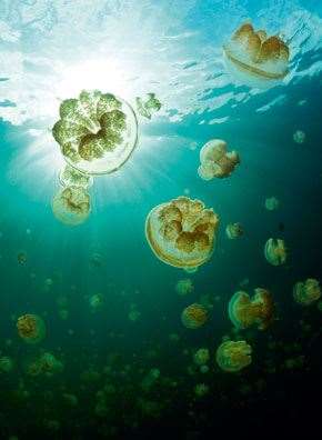 JellyFish