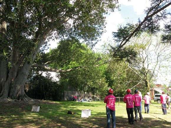 tree2 Victorian Tree Climbing Championship