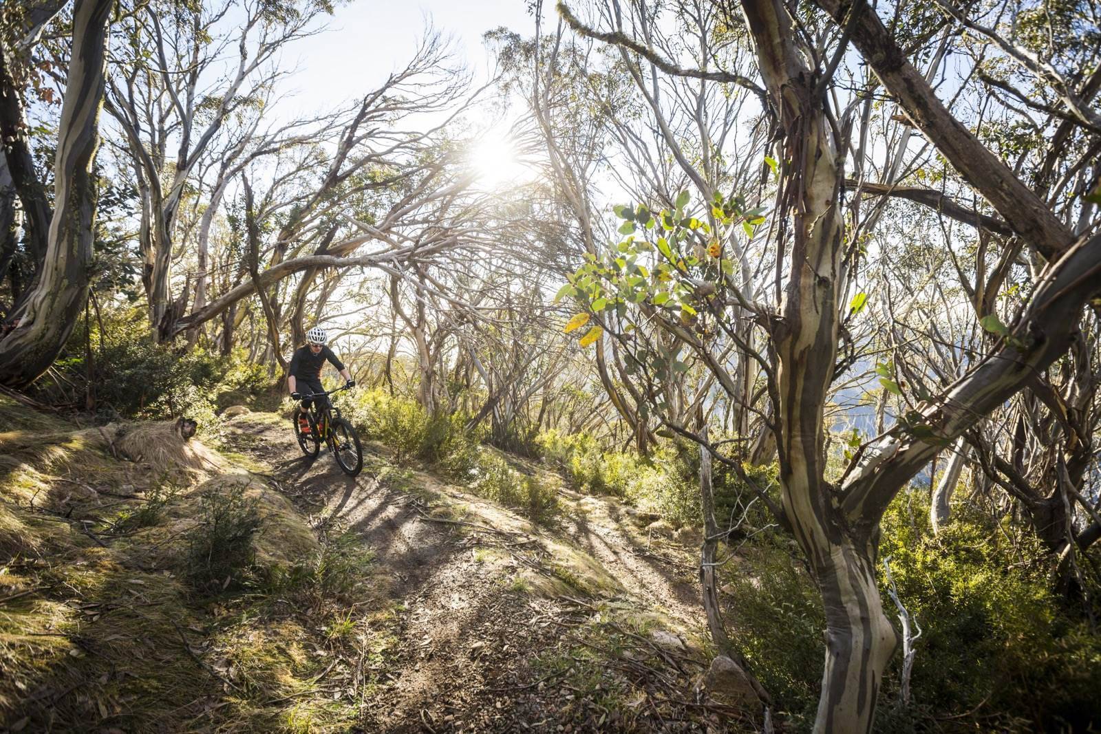 Mt Buller’s rugged maturity - Australian Mountain Bike | The home for ...