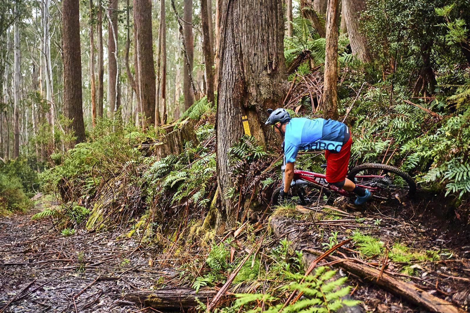 mt baw baw mtb