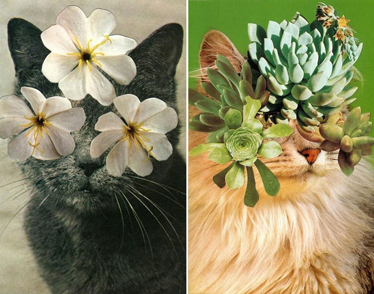 Cats and Plants Book — Cats & Plants