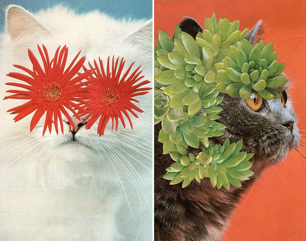 stephen eichhorn's cats and plants • art • frankie magazine