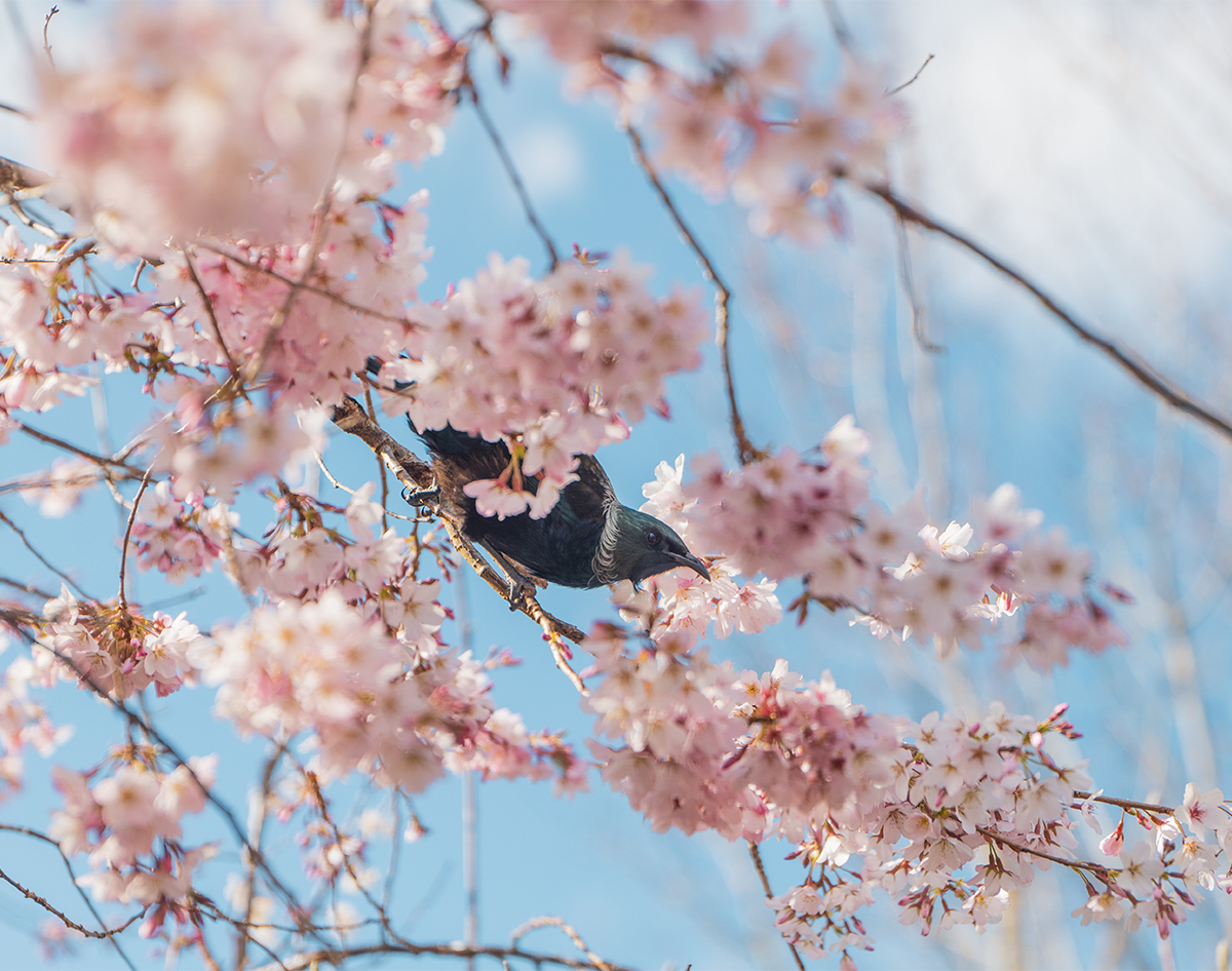 see the cherry blossoms at new zealand’s blossom valley • travel