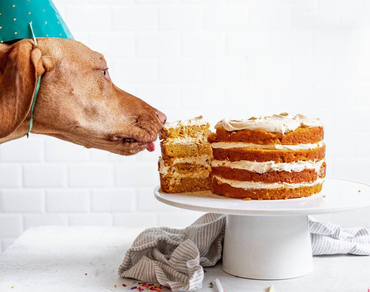 Make A Birthday Cake For Your Pooch • Food • Frankie Magazine 