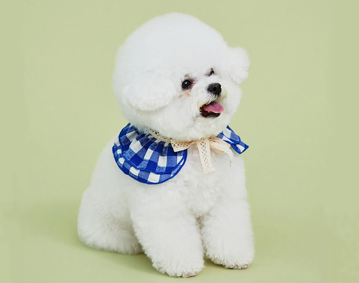 a gingham cape for your canine • fashion • frankie magazine ...