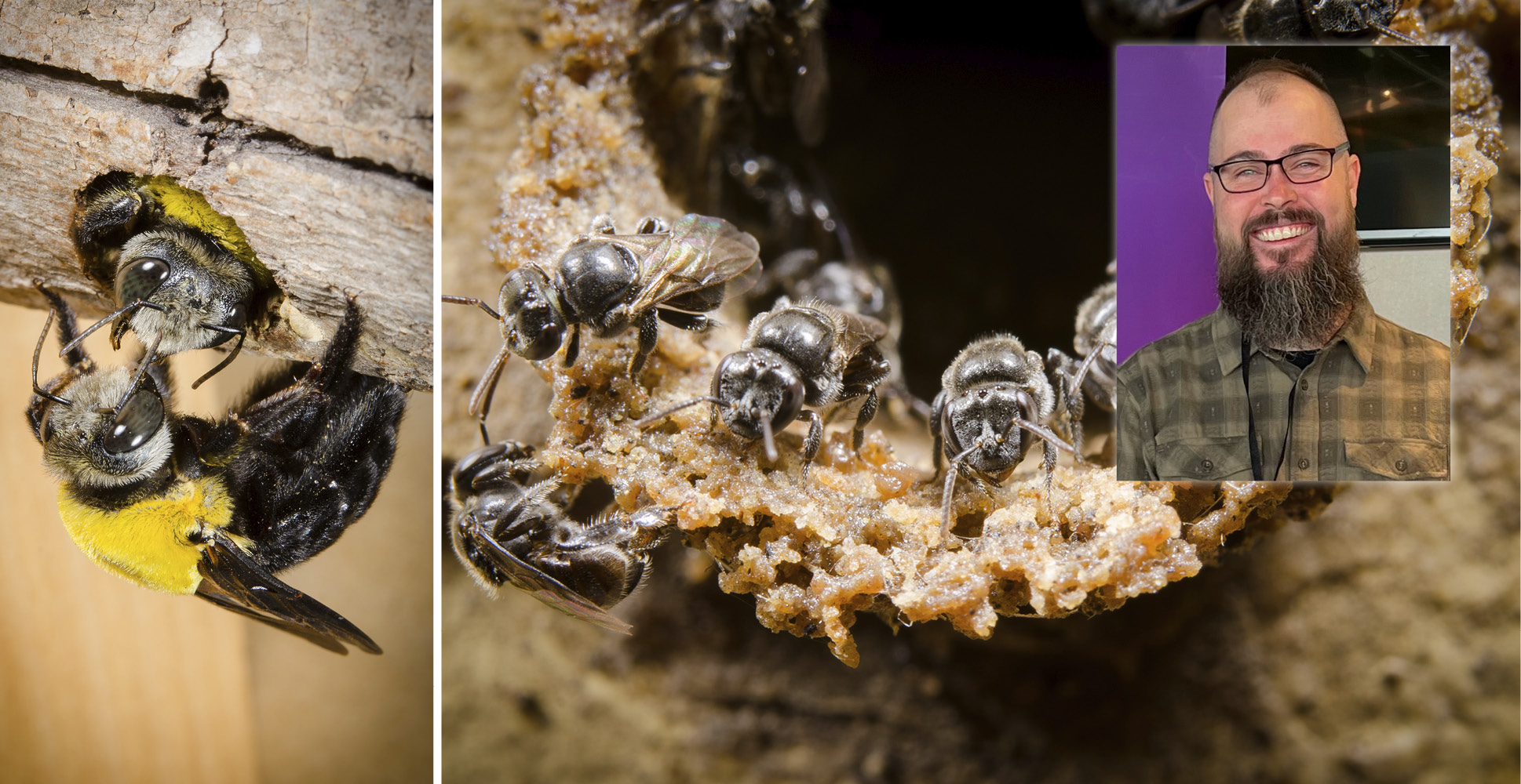 Meet Tobias Smith Native Bee Researcher