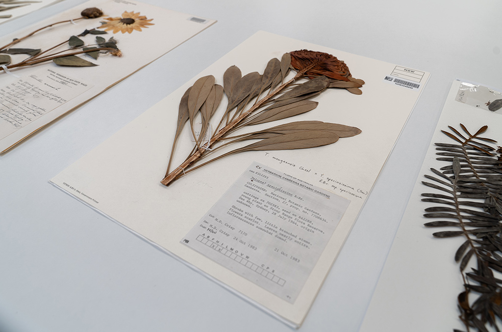 NSW Herbarium completes fiveyear archive digitisation Cloud