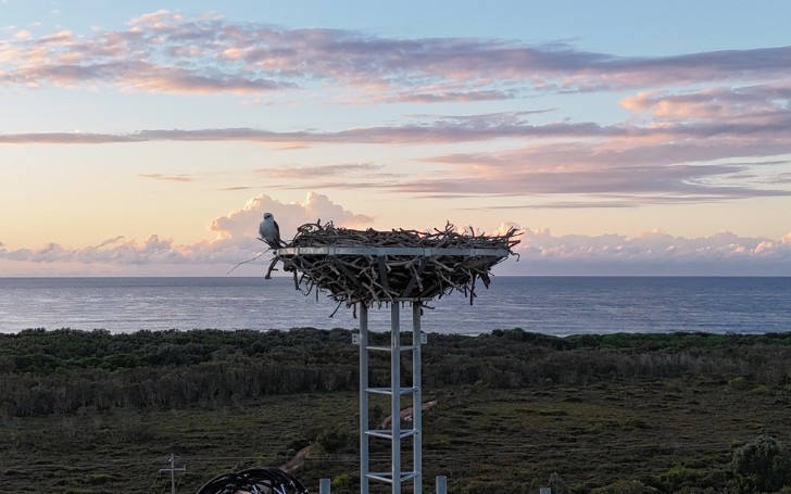 NBN Co installs nesting platforms above fixed wireless towers