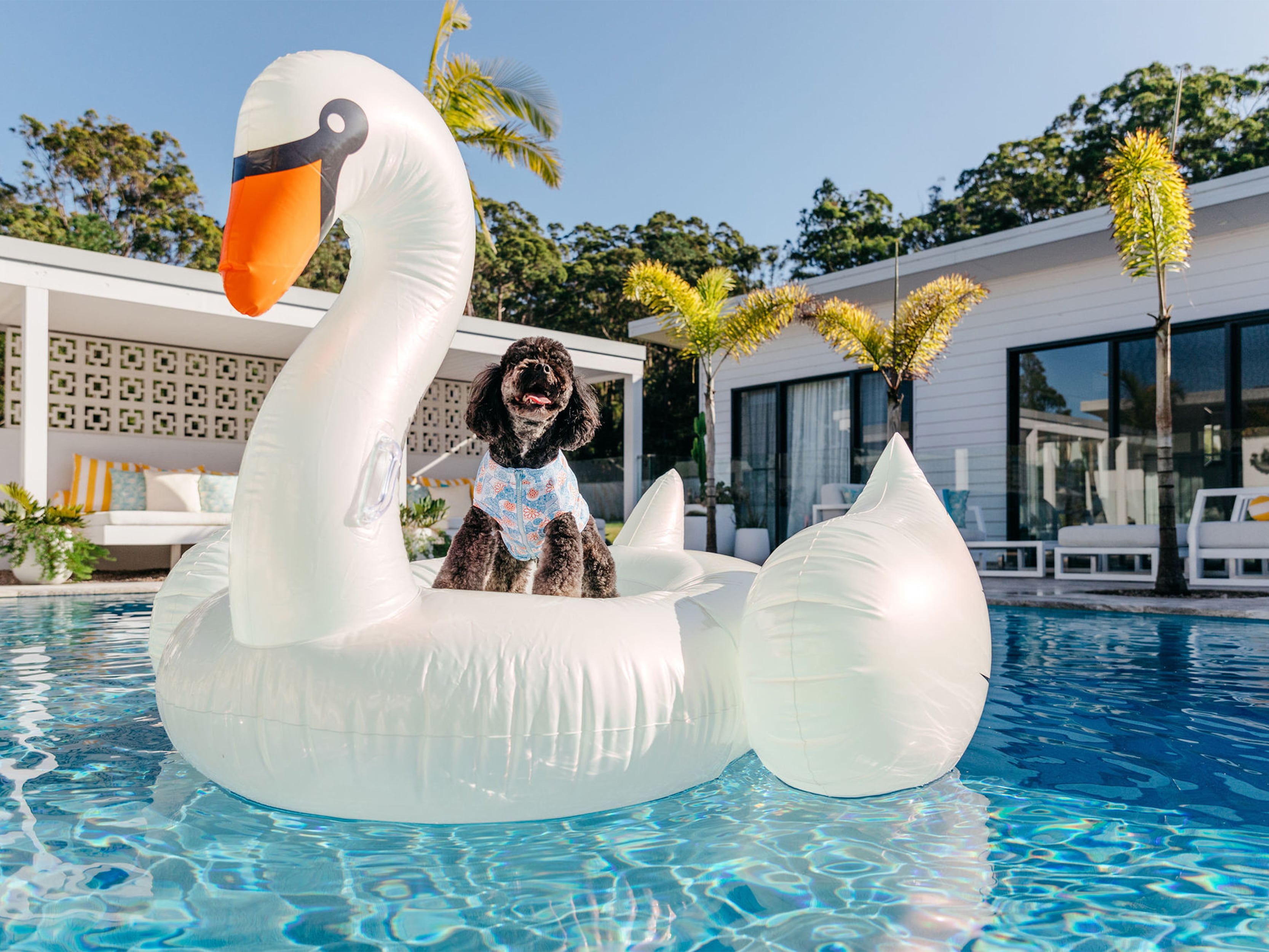 The Dog Market Is An Online Marketplace For Your Pooch Life Frankie the-dog-market-is-an-online-marketplace-for-your-pooch-life-frankie