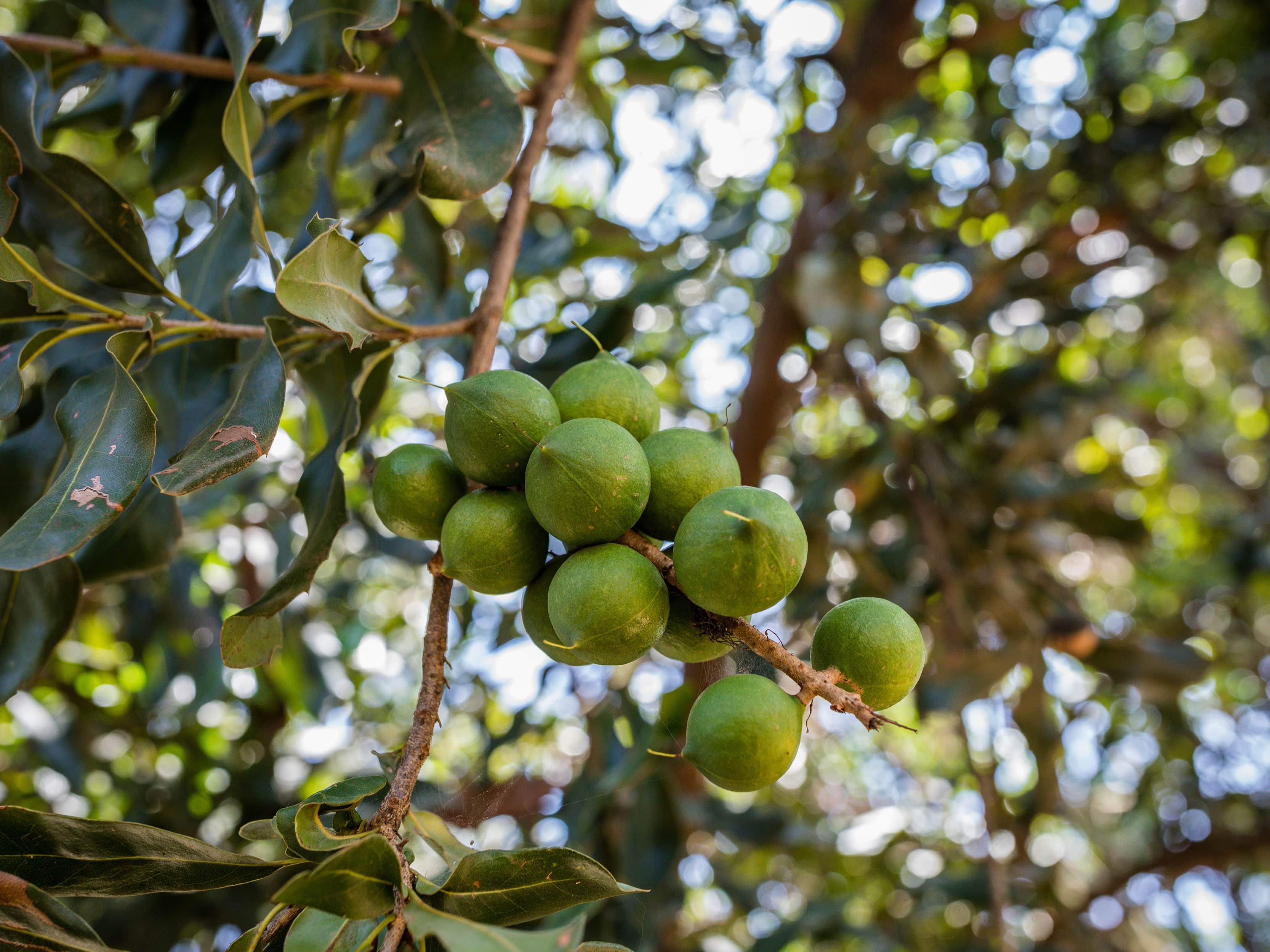 celebrate national macadamia day with these yummy recipes • food ...