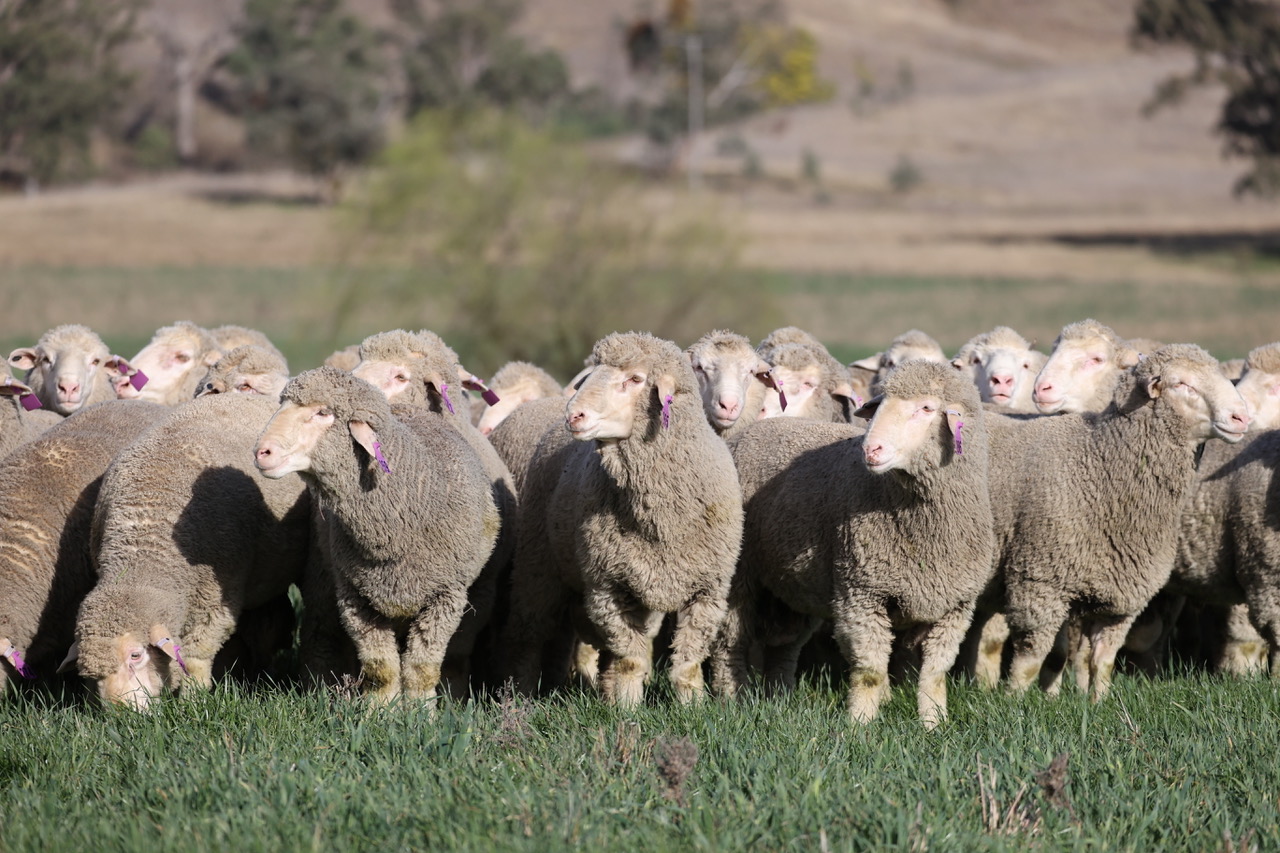 Sheep facial recognition on its method to Australia Cloud {Hardware
