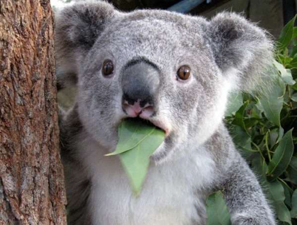 suprised-koala-eating-leaf_2012050715554