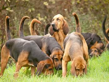 WA to build statewide dog and cat registration system - Vimarsana News