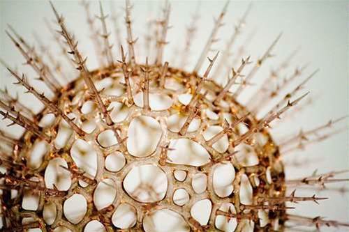 TorSploit