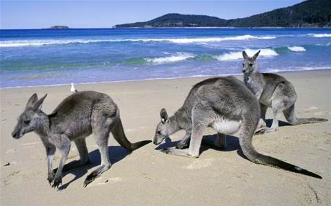 'Tech Kangaroos': scammers mimick cybersecurity vendors