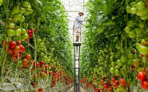 Fruit picking goes digital at Costa Group with Microsoft partner Comunet