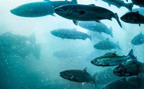 Dell EMC partner Intuit Technologies powers salmon farmer's landmark IoT project