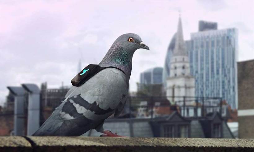 London's pigeon-powered pollution patrol