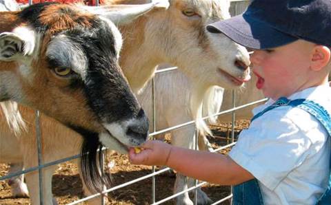Microsoft partner migrates Sydney's Royal Easter Show to Azure