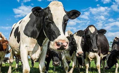 From water to milk to tomatoes, regional Australian Microsoft partner brings Azure to agtech