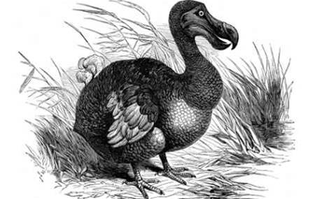 Dodo rapped for data usage misstep