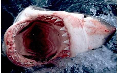 Sharks circle Symantec