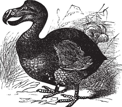 Dodo customers exposed by security gaffe