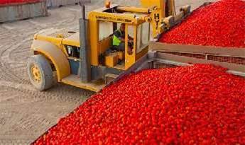 Kagome brings IoT to Victorian tomato farms