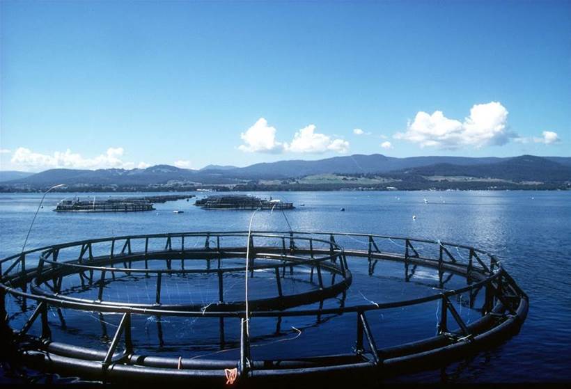 IoT key to Tassal's digital transformation