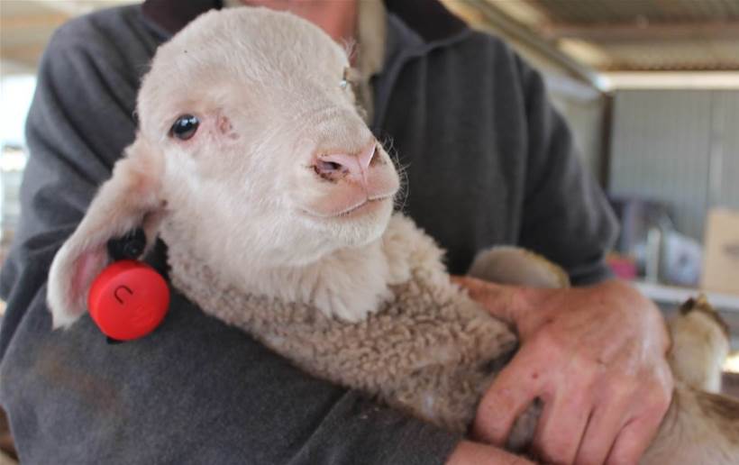 IoT helping to establish pedigree of lambs