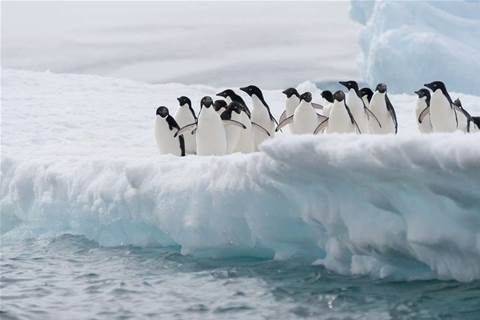 Antarctic division plots storage upgrade
