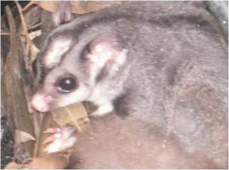 Possum family found in Telstra pit