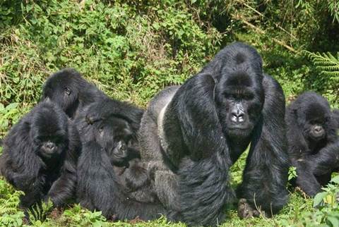 Comment: Gorillas in your midst