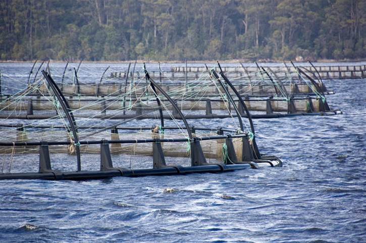 How Tassal created the internet of salmon