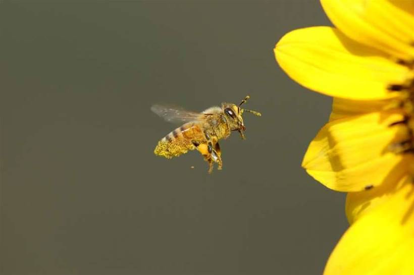 CSIRO, Intel call on Edison to save bees