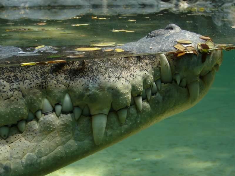 Crocodile network outs troublemakers
