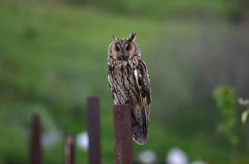 Melbourne's powerful owls fitted with GPS loggers