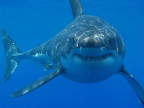 Google to protect undersea internet cables from sharks