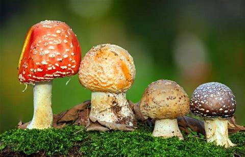 Acronis channel mushrooms with virtual partnerships