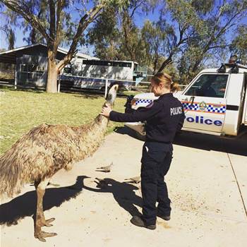 Northern Territory cops get body worn video